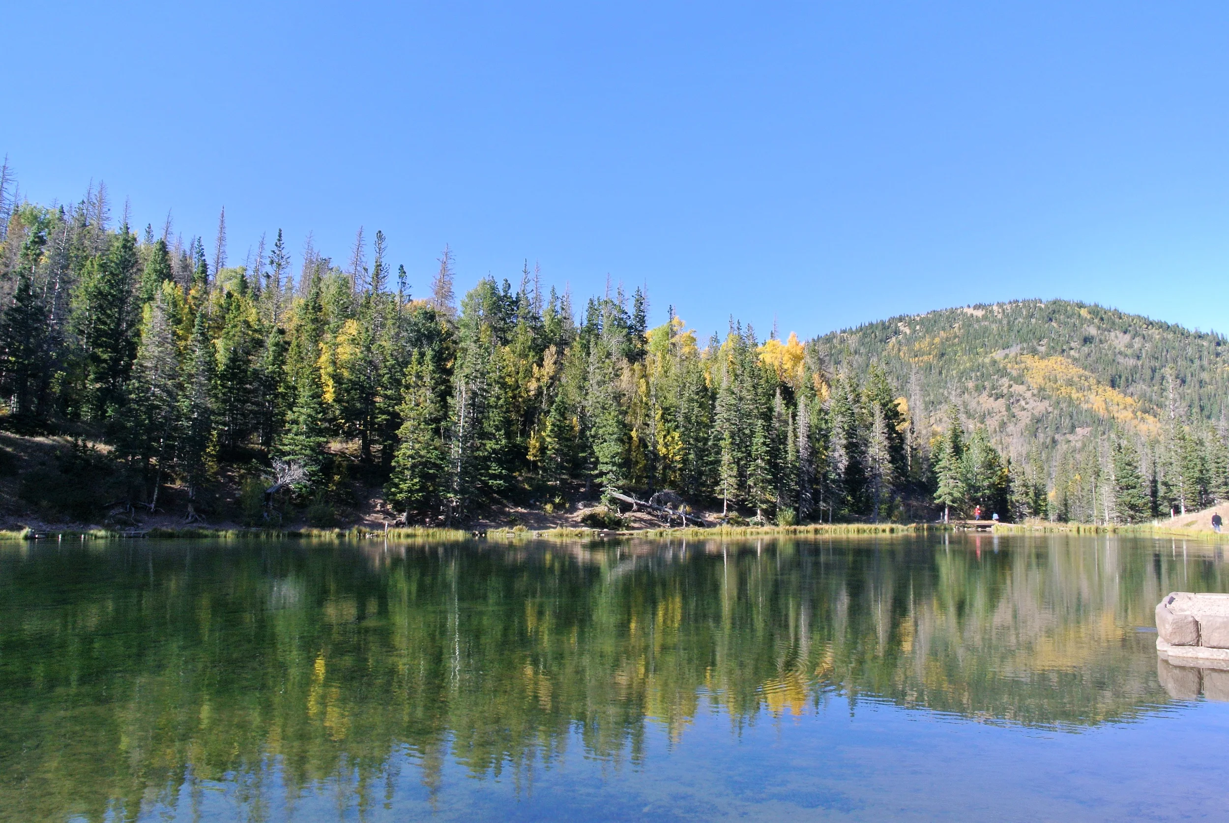 pine trees on a lake